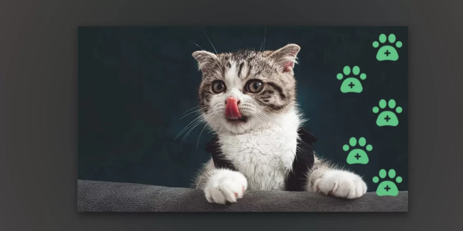 Uzun Tüylü Kedilerin Bakımı Nasıl Yapılmalı - Bornova Pet Kedi Kuafor